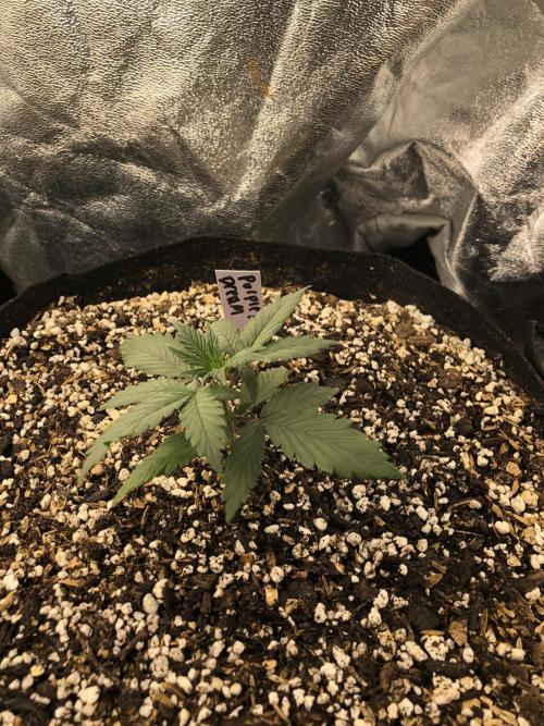Purple Dream Auto Indoor Late Summer. Week 2