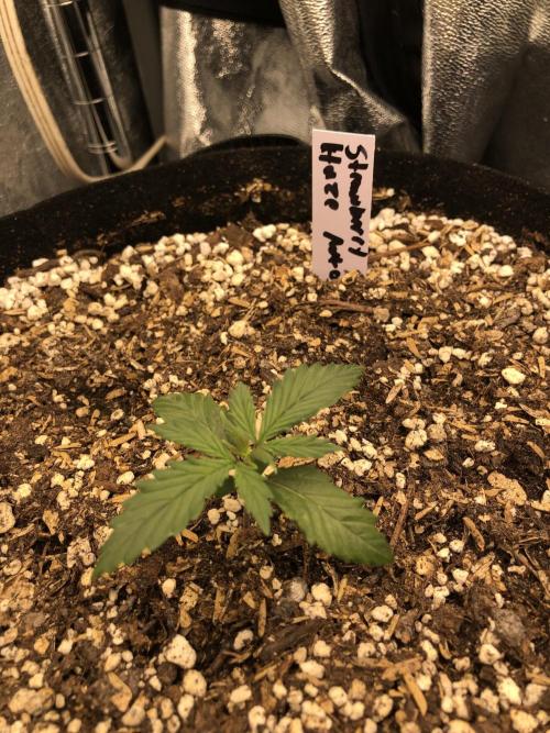 Strawberry Haze Auto Indoor Late Summer. Week 2
