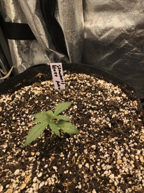 Strawberry Haze Auto Indoor Late Summer. Week 2