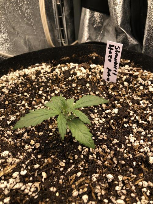 Strawberry Haze Auto Indoor Late Summer. Week 2