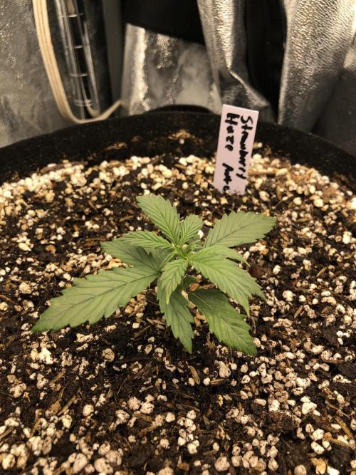 Strawberry Haze Auto Indoor Late Summer. Week 2