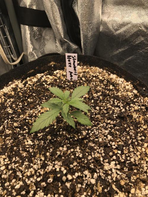Strawberry Haze Auto Indoor Late Summer. Week 2