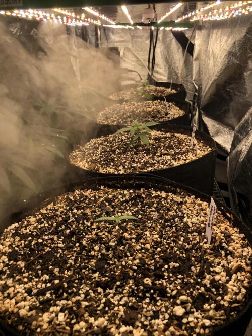 Strawberry Haze Auto Indoor Late Summer. Week 2
