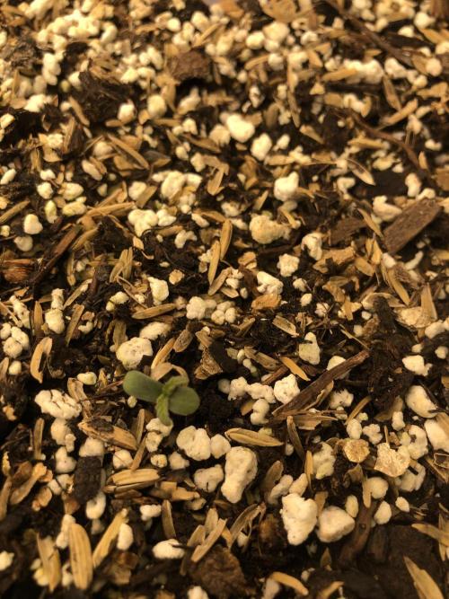 Neville's Haze Auto Spliff Seeds Indoor. Week 1
