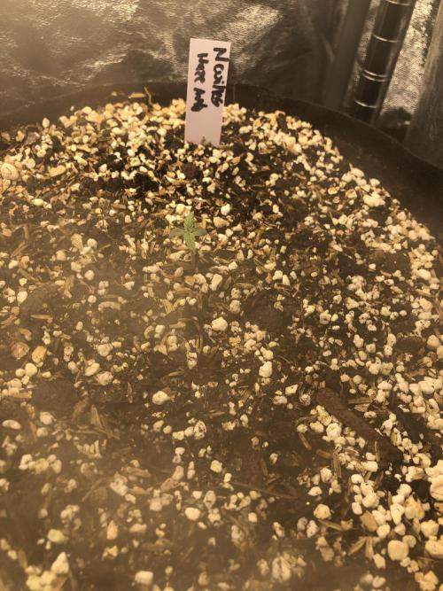Neville's Haze Auto Spliff Seeds Indoor. Week 1