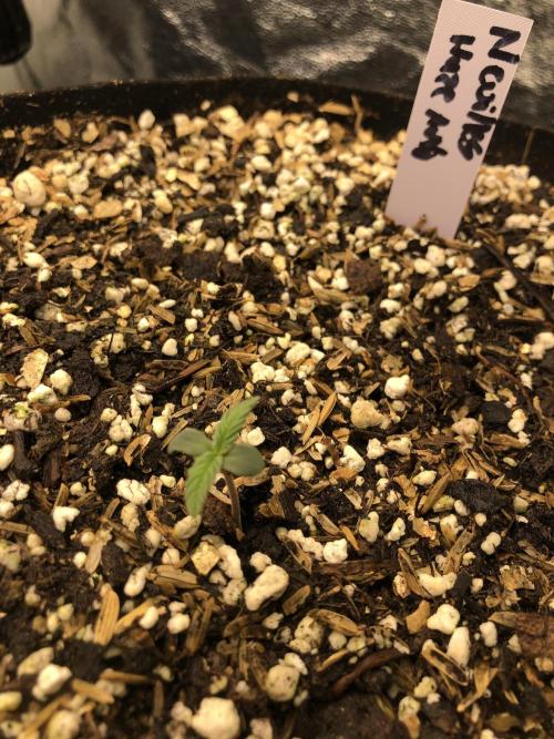 Neville's Haze Auto Spliff Seeds Indoor. Week 1