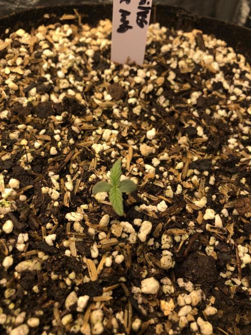 Neville's Haze Auto Spliff Seeds Indoor. Week 1