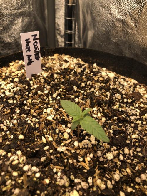 Neville's Haze Auto Spliff Seeds Indoor. Week 1