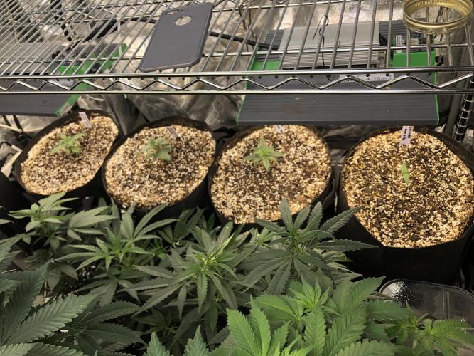 Neville's Haze Auto Spliff Seeds Indoor. Week 1