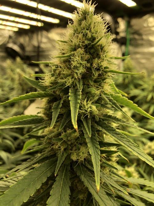 White Domina Kannabia Indoor Spring 26. Week 17