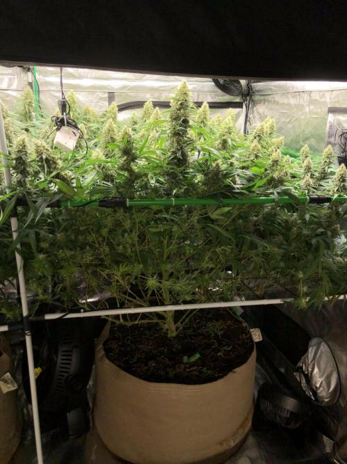 White Domina Kannabia Indoor Spring 26. Week 17
