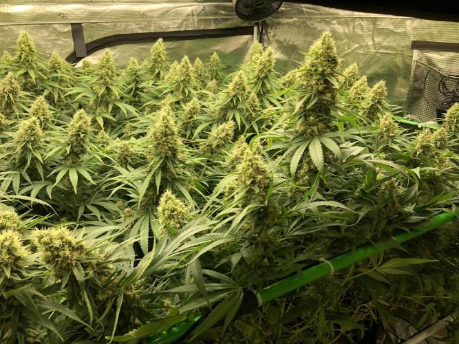 White Domina Kannabia Indoor Spring 26. Week 17