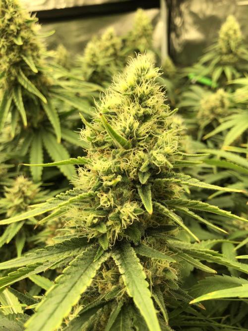 White Domina Kannabia Indoor Spring 26. Week 17