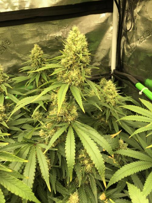 White Domina Kannabia Indoor Spring 26. Week 17