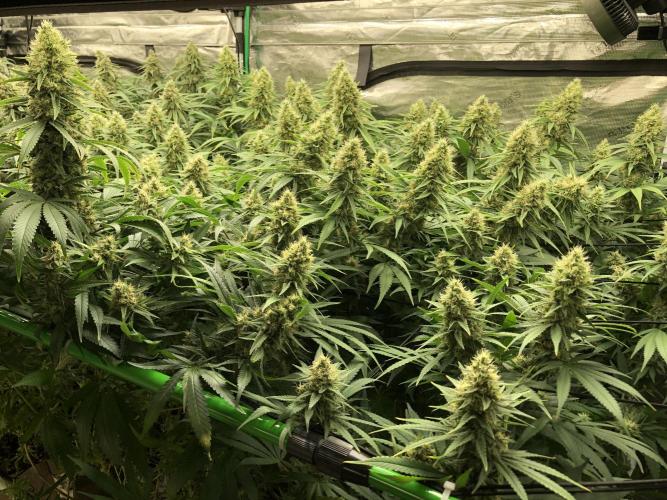 White Domina Kannabia Indoor Spring 26. Week 17