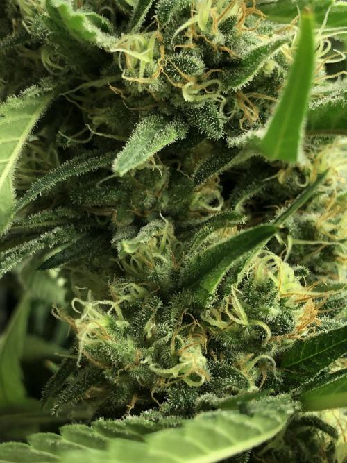 White Domina Kannabia Indoor Spring 26. Week 17