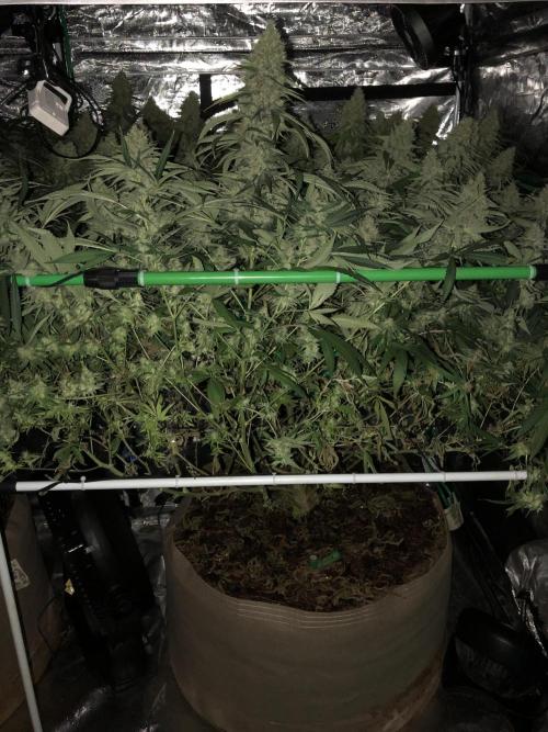 White Domina Kannabia Indoor Spring 26. Week 17