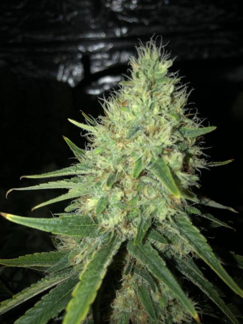 White Domina Kannabia Indoor Spring 26. Week 17