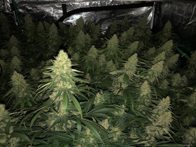 White Domina Kannabia Indoor Spring 26. Week 17