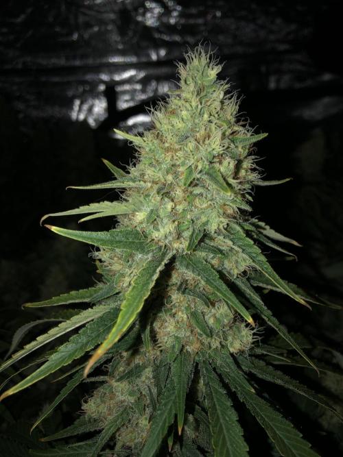 White Domina Kannabia Indoor Spring 26. Week 17