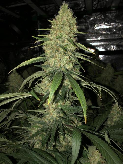 White Domina Kannabia Indoor Spring 26. Week 17