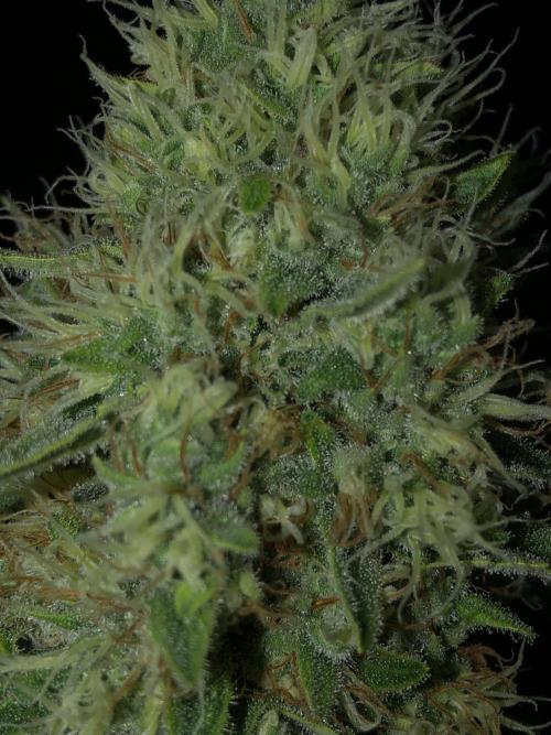 White Domina Kannabia Indoor Spring 26. Week 17