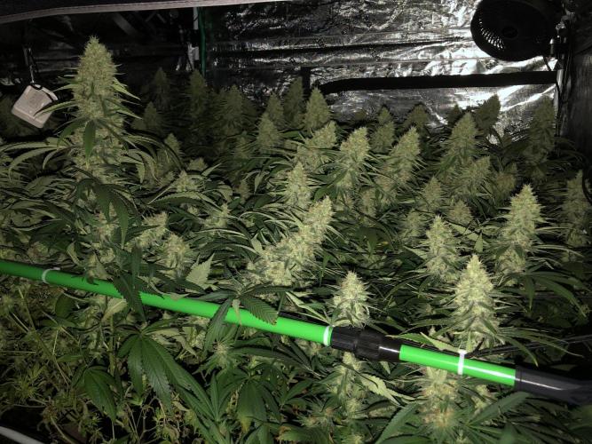 White Domina Kannabia Indoor Spring 26. Week 17
