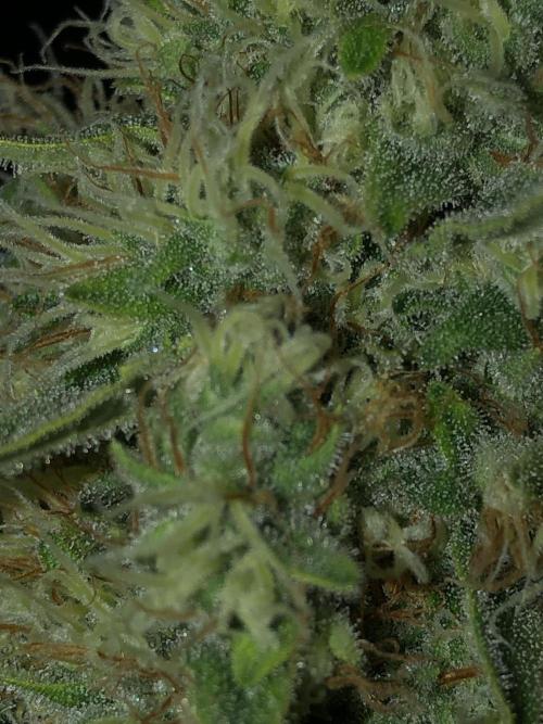 White Domina Kannabia Indoor Spring 26. Week 17