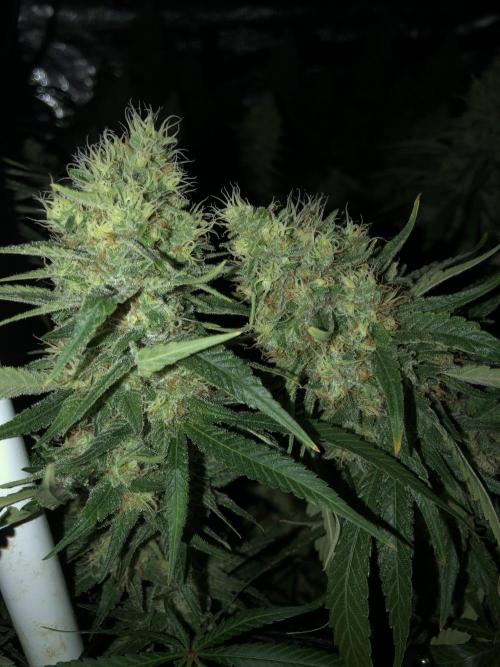 White Domina Kannabia Indoor Spring 26. Week 17