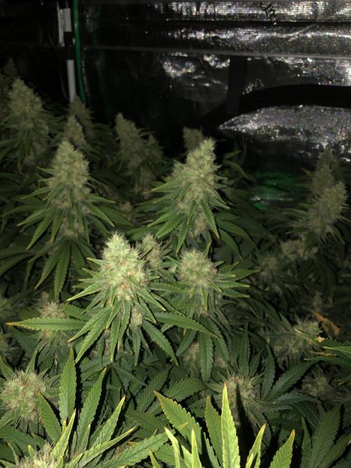 White Domina Kannabia Indoor Spring 26. Week 17