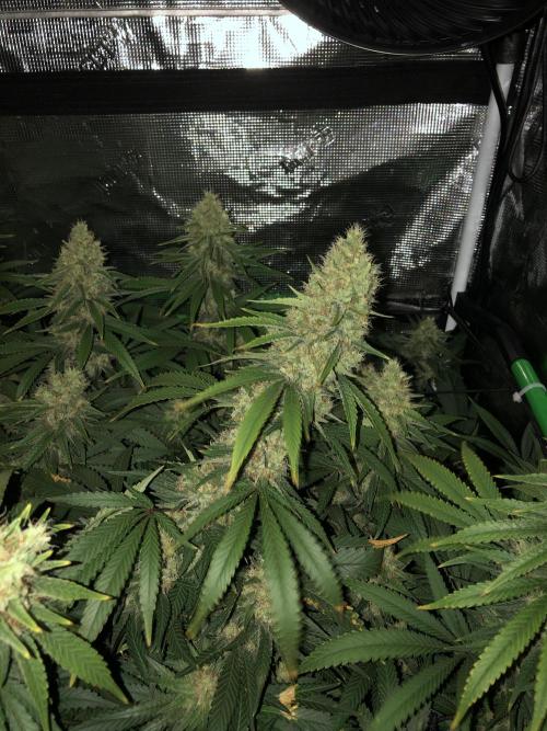 White Domina Kannabia Indoor Spring 26. Week 17