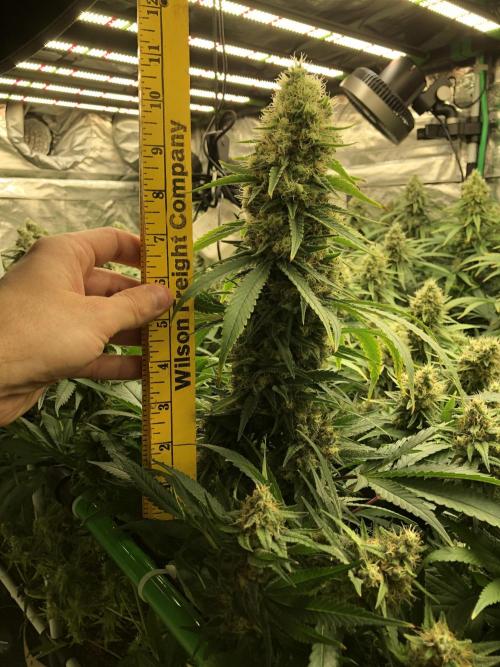 White Domina Kannabia Indoor Spring 26. Week 17