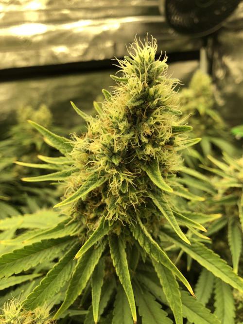 White Domina Kannabia Indoor Spring 26. Week 17