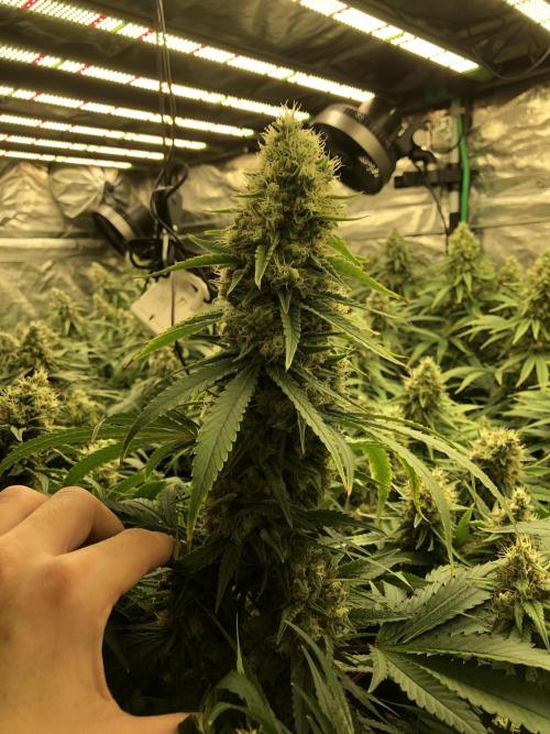 White Domina Kannabia Indoor Spring 26. Week 17
