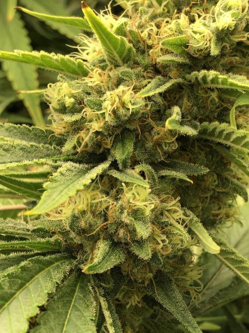White Domina Kannabia Indoor Spring 26. Week 17