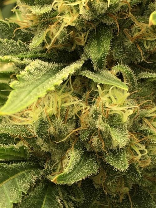White Domina Kannabia Indoor Spring 26. Week 17