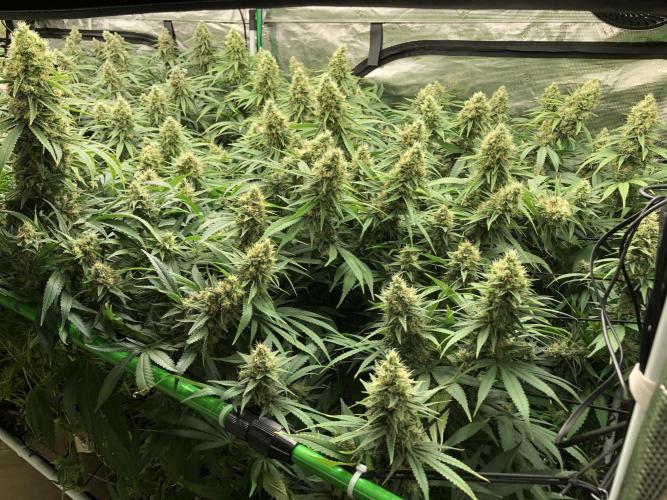 White Domina Kannabia Indoor Spring 26. Week 17