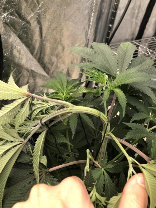 Mexican Sativa Kannabaia Indoor Summer. Week 7