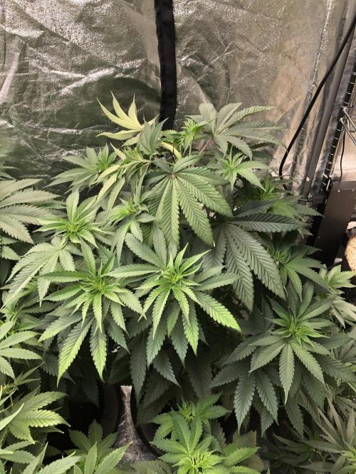 Mexican Sativa Kannabaia Indoor Summer. Week 7
