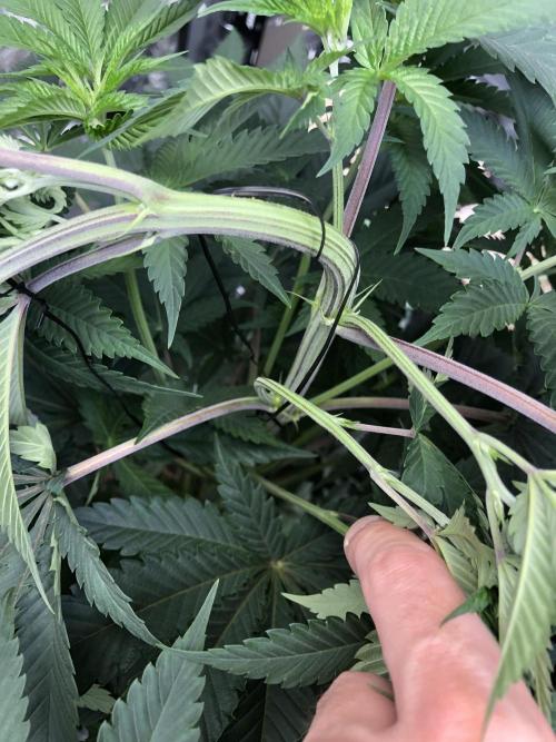Mexican Sativa Kannabaia Indoor Summer. Week 7