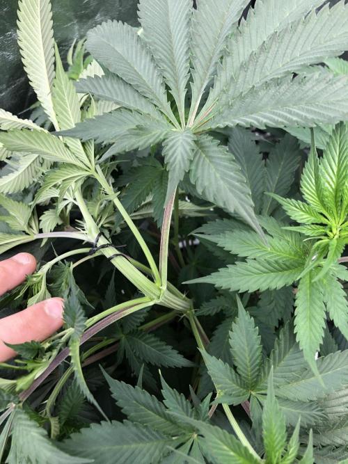 Mexican Sativa Kannabaia Indoor Summer. Week 7