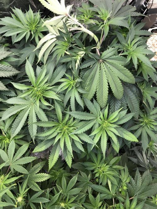 Mexican Sativa Kannabaia Indoor Summer. Week 7