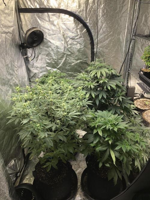 Mexican Sativa Kannabaia Indoor Summer. Week 7