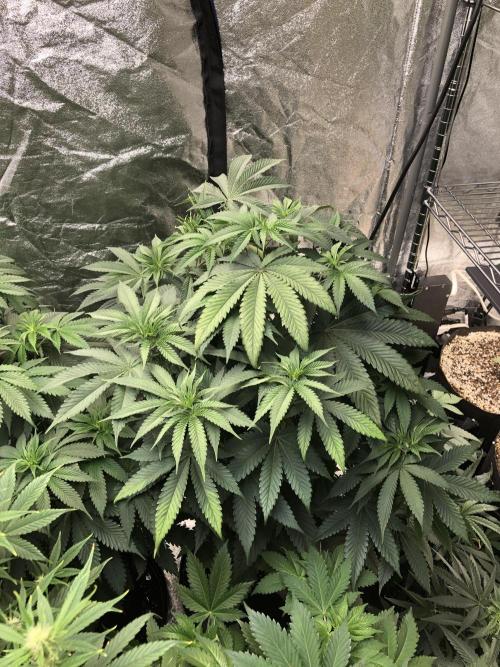 Mexican Sativa Kannabaia Indoor Summer. Week 7