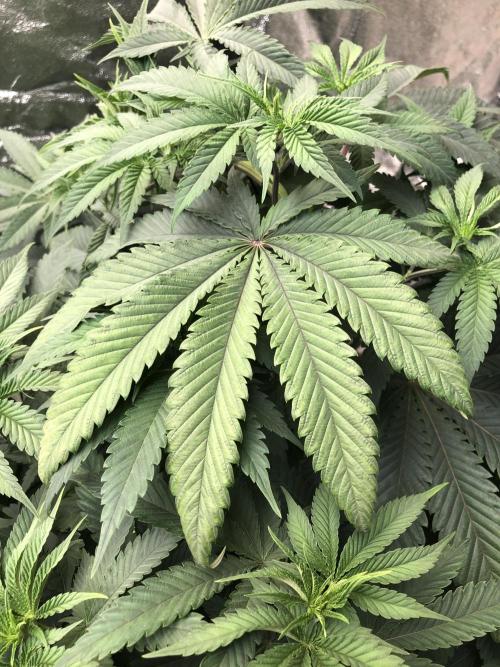 Mexican Sativa Kannabaia Indoor Summer. Week 7