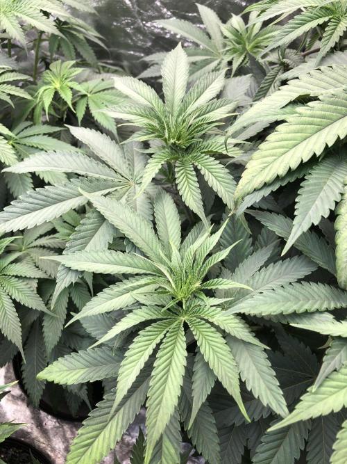 Mexican Sativa Kannabaia Indoor Summer. Week 7