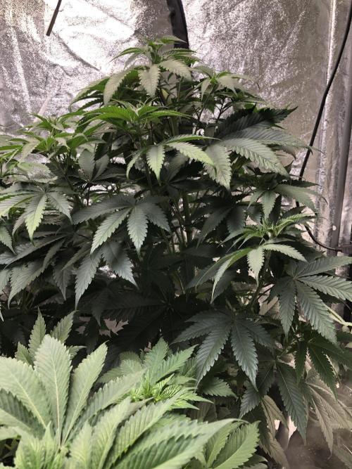 Mexican Sativa Kannabaia Indoor Summer. Week 7