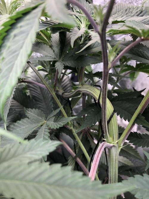 Mexican Sativa Kannabaia Indoor Summer. Week 7