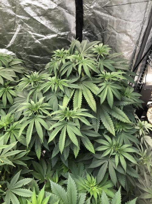 Mexican Sativa Kannabaia Indoor Summer. Week 7