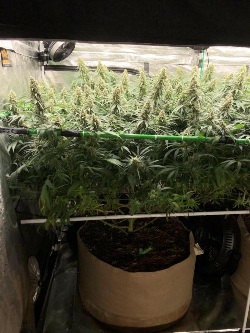 Critical Purple Kush Seedsman Indoor. Week 17